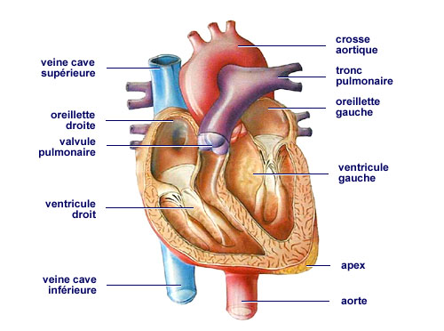 L'anatomie du coeur